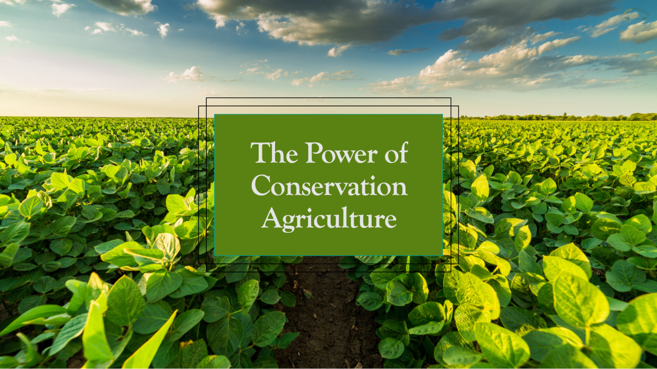 Conservation Agriculture: A Sustainable Way Forward