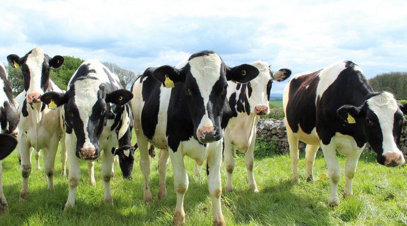 Enhancing Livestock Breeds for Better Yields in Kenya
