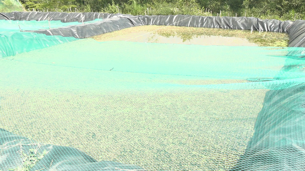 Fish Farming Changing Lives in Western Kenya