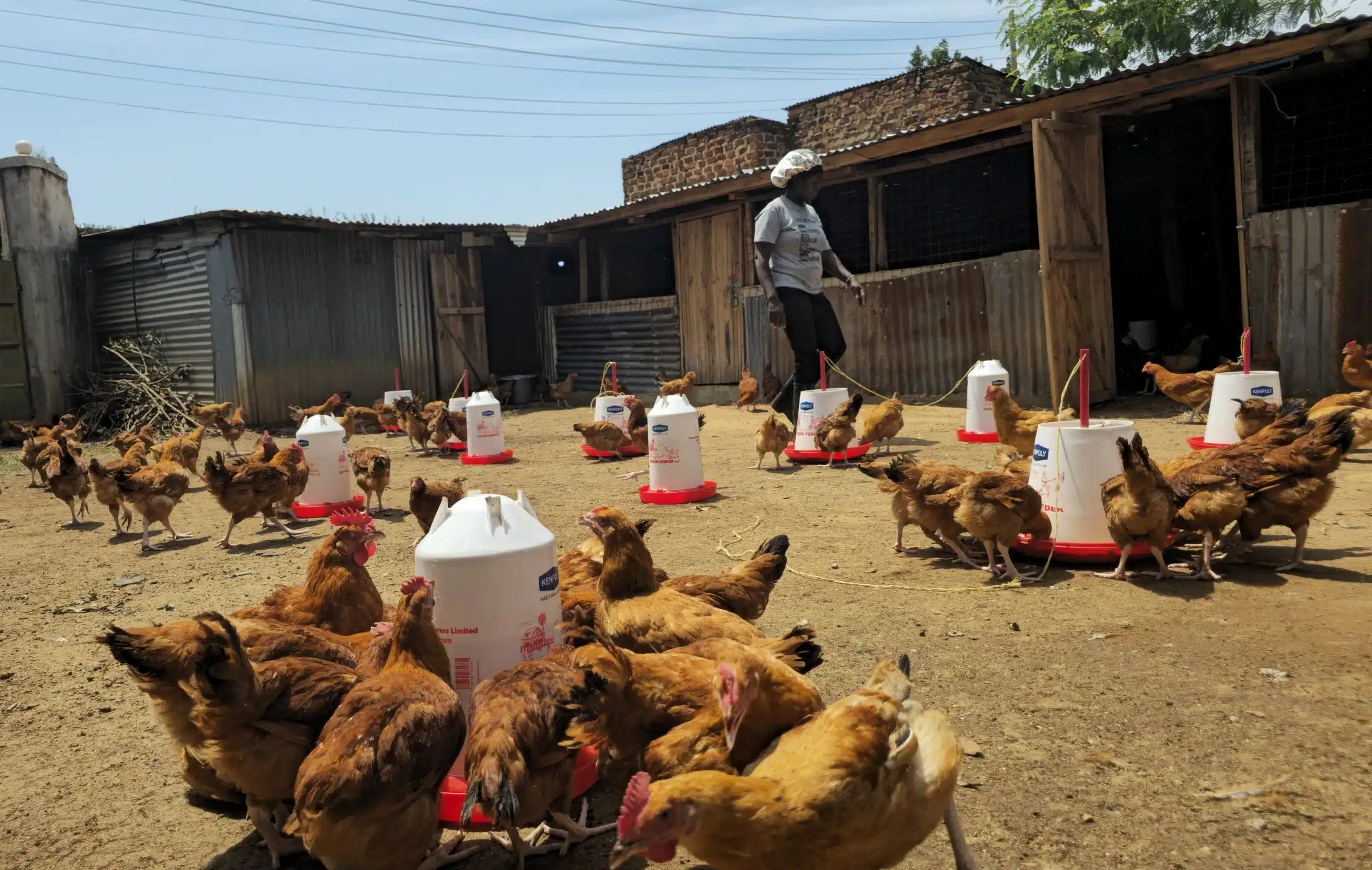 From Poultry to Profit: A Kenyan Farmer’s Journey to Agribusiness Success